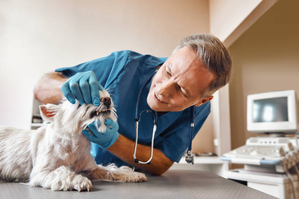 Best 24-Hour Emergency Dentist in St Maries, ID